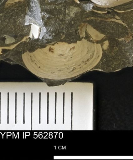 Limopsis sp.