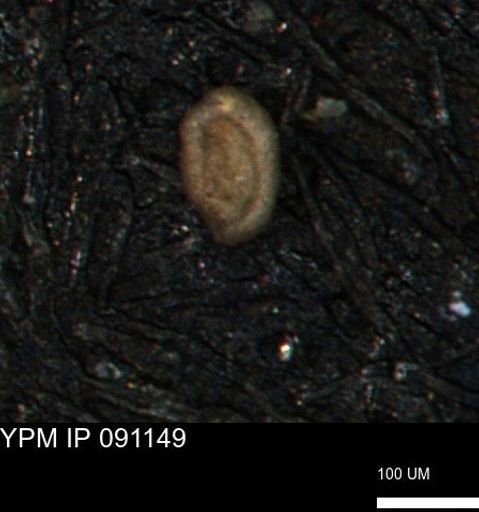 Miliammina ischnia