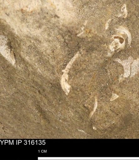 undet. Bivalvia
