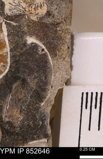 Limopsis striatopunctatus