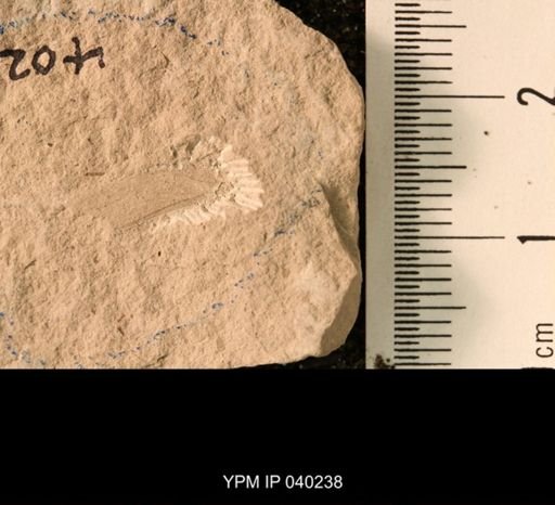 Probnis speciosa
