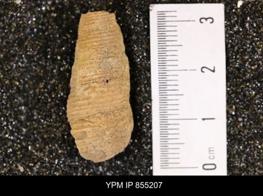 Mesalia seriatim-granulata