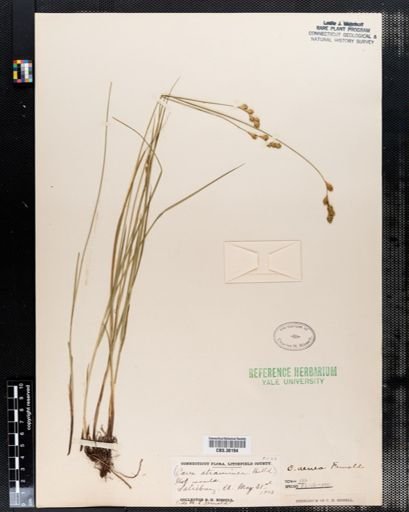 Carex straminea