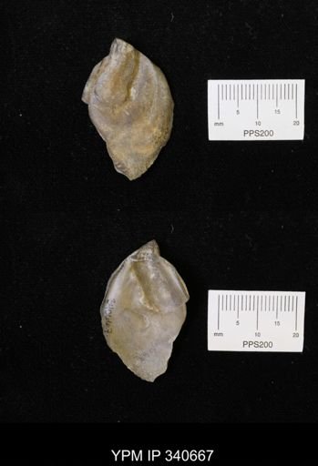 Ostrea translucida