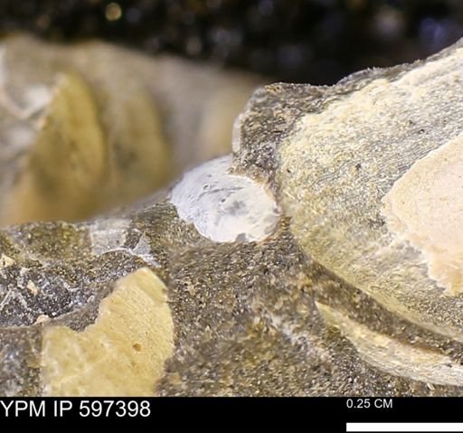 Limopsis striatopunctatus