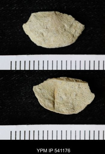 Sowerbyella sericea