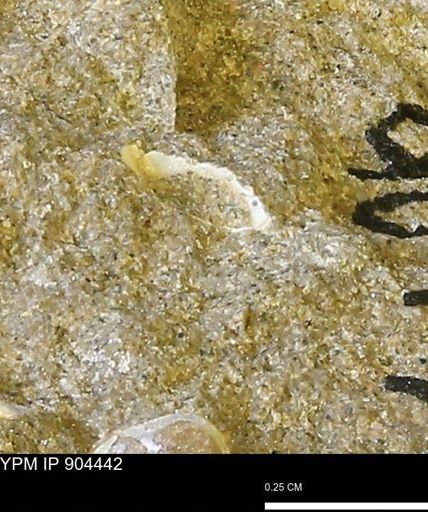 undet. Mollusca
