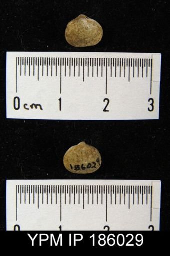 Rhipidomella carbonaria