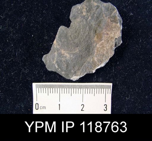 Atrypa sp.