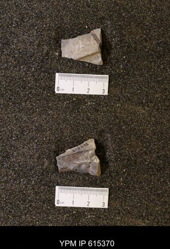 Baculites sp.