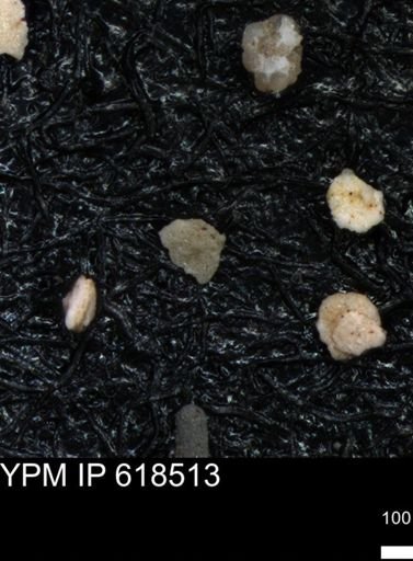 undet. Foraminiferida