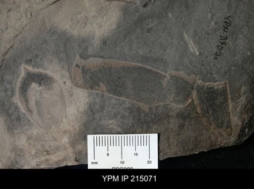 Pterygotus (Acutiramus) macrophthalmus