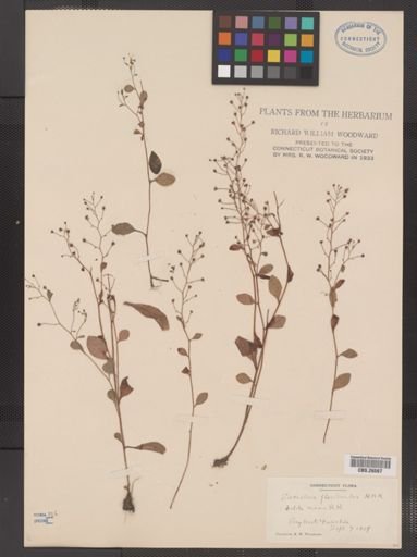Plantae
