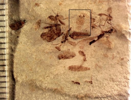 Psocoptera?