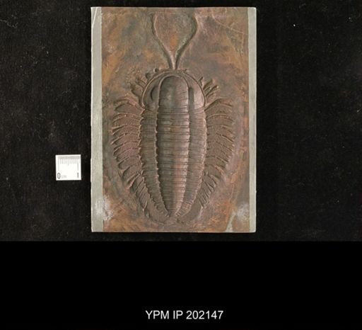 Triarthrus eatoni