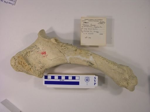 Teleoceras fossiger