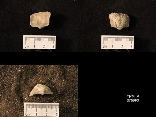 Pustula nebrascensis