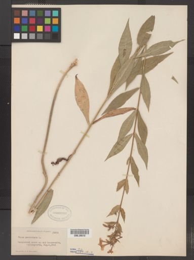 Plantae