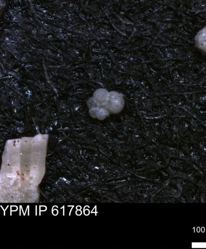 undet. Rugoglobigerinidae