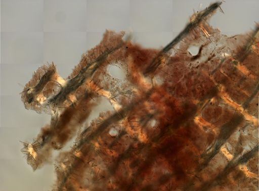 Agelas sp.