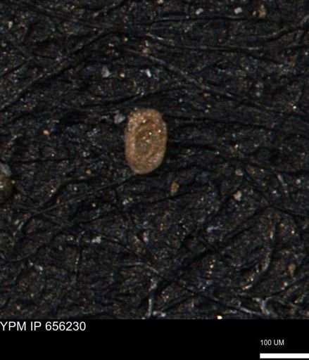 Spirolocammina subcircularis