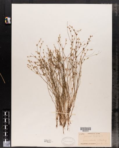 Plantae