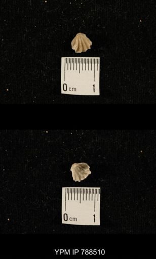 undet. Brachiopoda