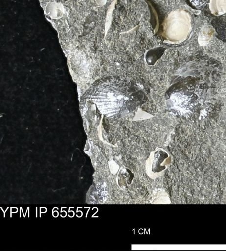 Oxytoma (Hypoxytoma) nebrascana