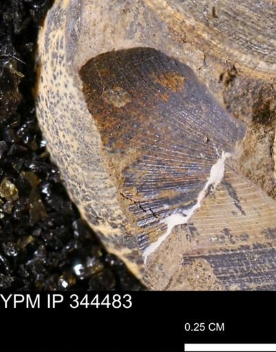 Limopsis striatopunctatus