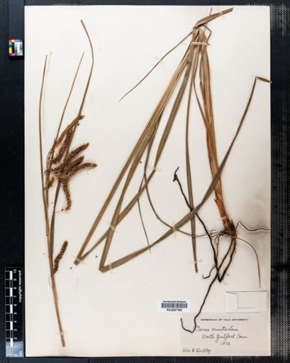 Carex crinita