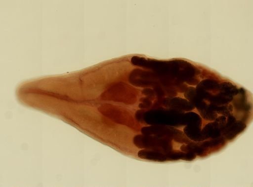 Loxogenes bicolor