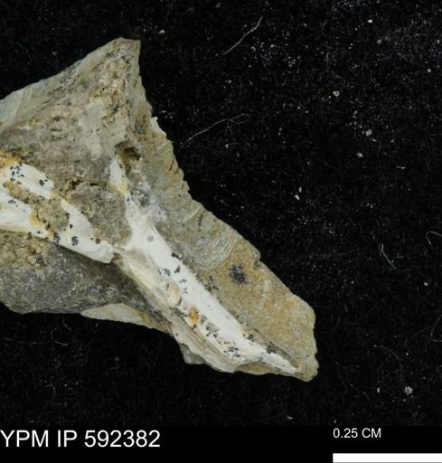 undet. Bivalvia