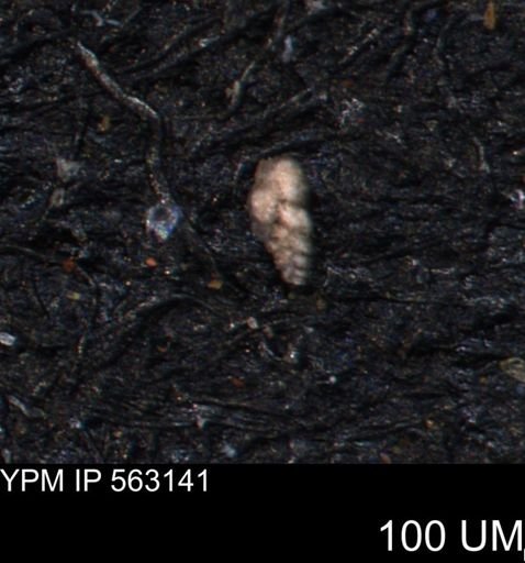 Bimonilina variana