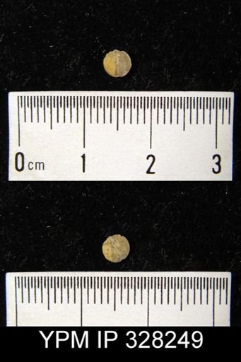 undet. Orthida