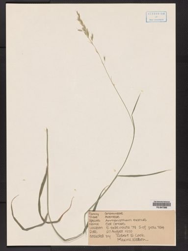 Arrhenatherum elatius