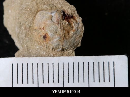 Tarfaya marocana