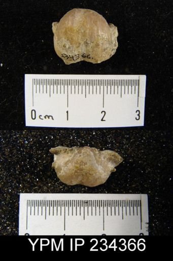 Marginifera wabashensis