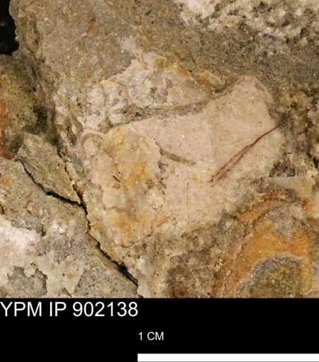 undet. Mollusca