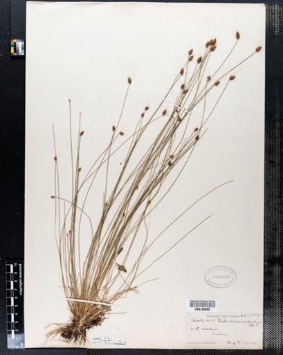 Eleocharis tuberculosa