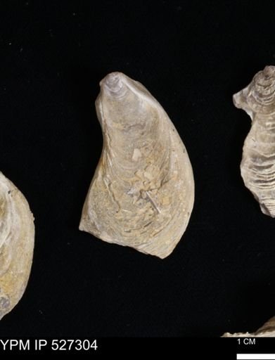Gryphaea mucronata