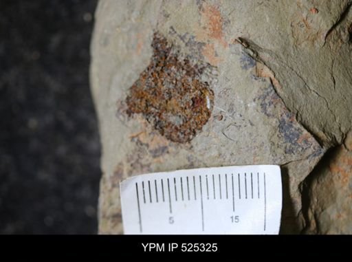 undet. Echinodermata