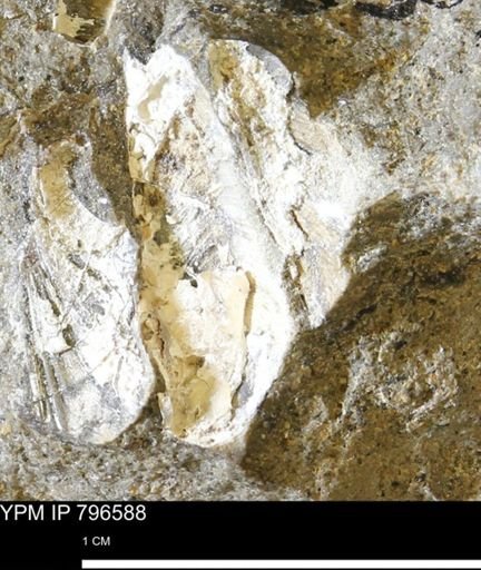 undet. Mollusca