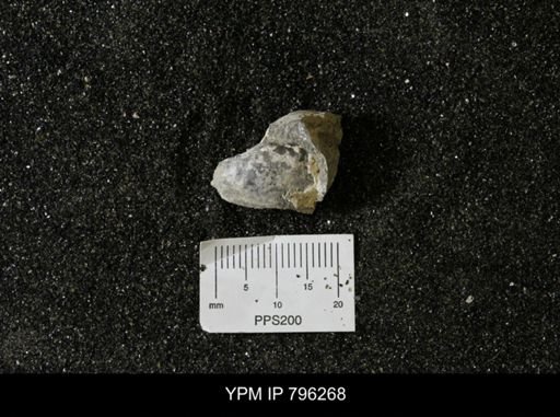 Inoceramus barabini