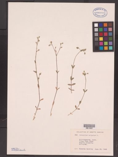 Cerastium vulgatum