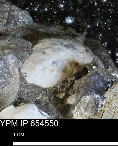 Bivalvia