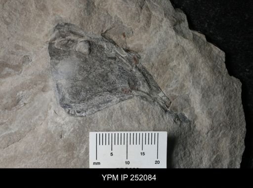Eurypterus sp.