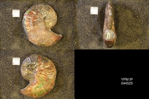Hoploscaphites comprimus