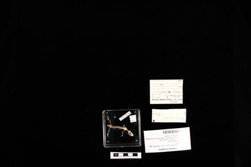 Coleonyx variegatus