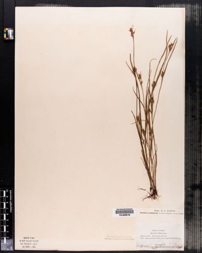 Scleria reticularis