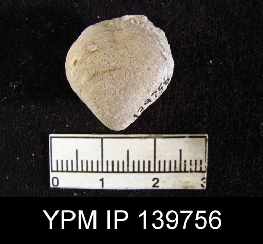 Athyris capillata